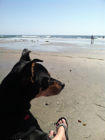 Our dog Max on San Elijo State Beach