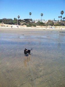 Our dog Max on San Elijo State Beach