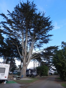 Big Tree at Morro Bay State Park