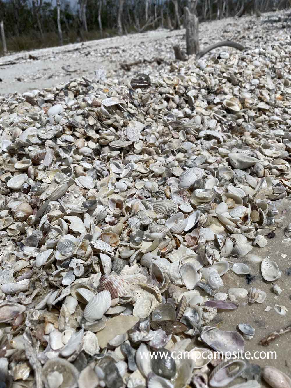 Shells on Kice Island